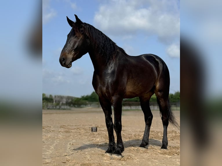 Draft Horse Castrone 7 Anni 173 cm Baio in Weatherford