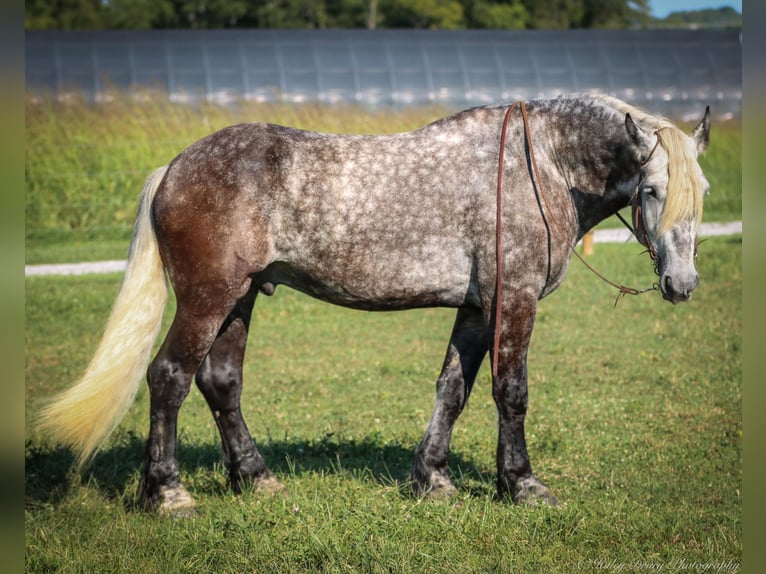 Draft Horse Castrone 7 Anni 173 cm Grigio pezzato in Auburn KY