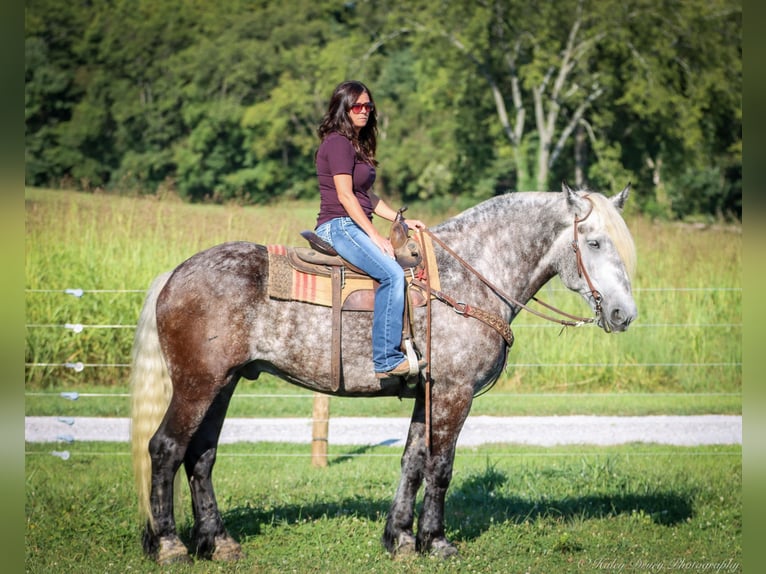 Draft Horse Castrone 7 Anni 173 cm Grigio pezzato in Auburn KY
