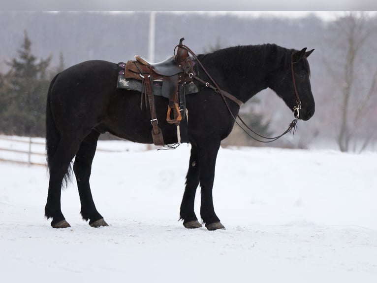 Draft Horse Mix Castrone 7 Anni 173 cm Morello in River Falls