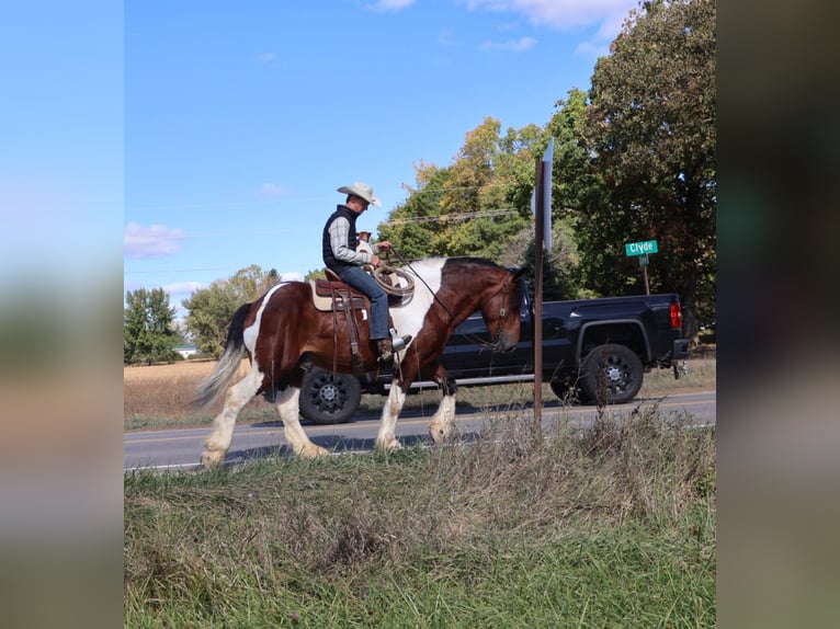 Draft Horse Mix Castrone 7 Anni 173 cm Pezzato in Howell
