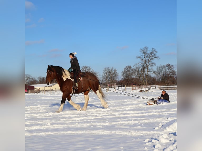 Draft Horse Mix Castrone 7 Anni 173 cm Pezzato in Howell