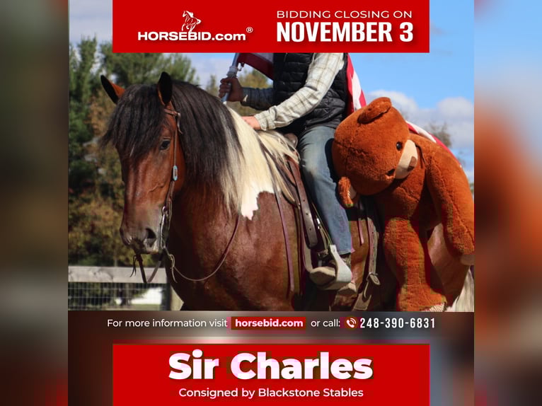 Draft Horse Mix Castrone 7 Anni 173 cm Pezzato in Howell