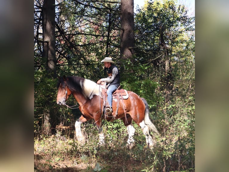 Draft Horse Mix Castrone 7 Anni 173 cm Pezzato in Howell