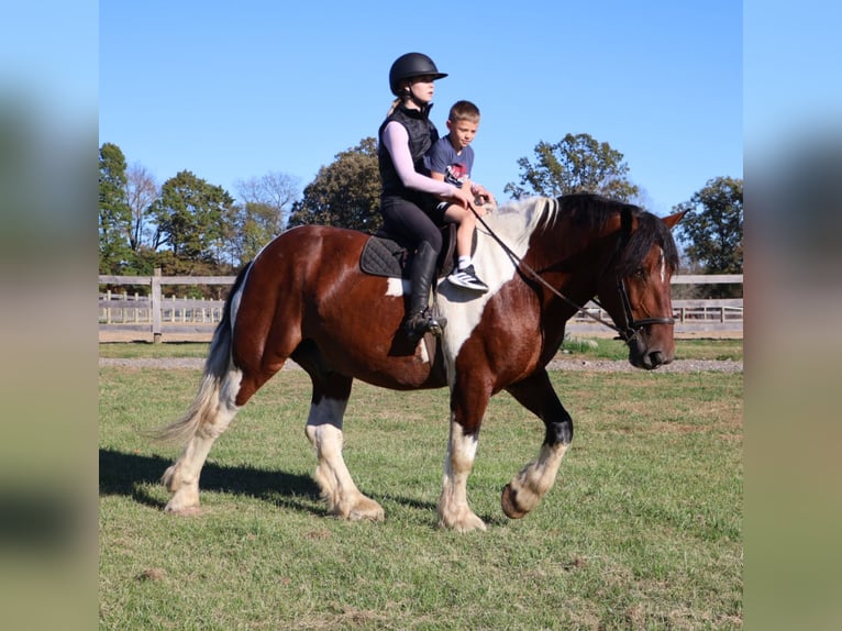 Draft Horse Mix Castrone 7 Anni 173 cm Pezzato in Howell