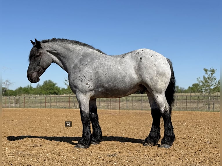 Draft Horse Mix Castrone 7 Anni 173 cm Roano blu in Weatherford