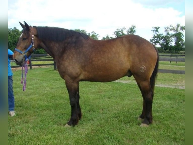 Draft Horse Castrone 7 Anni 175 cm Baio ciliegia in LEXINGTON, KY