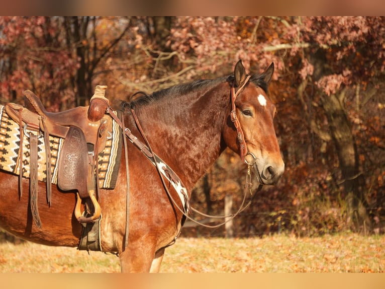 Draft Horse Mix Castrone 7 Anni 178 cm Baio ciliegia in Fresno, OH