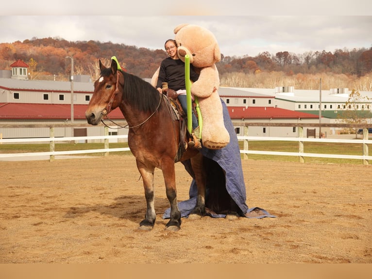 Draft Horse Mix Castrone 7 Anni 178 cm Baio ciliegia in Fresno, OH