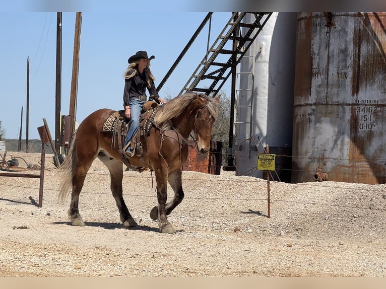 Draft Horse Mix Castrone 7 Anni 183 cm Baio ciliegia in Weatherford