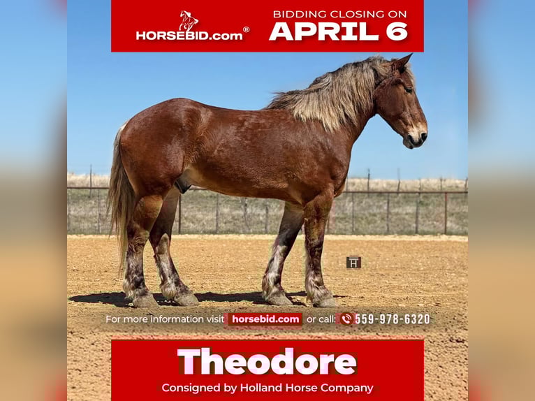 Draft Horse Mix Castrone 7 Anni 183 cm Baio ciliegia in Weatherford