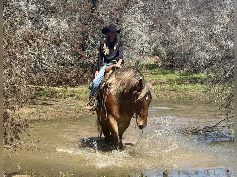Draft Horse Mix Castrone 7 Anni 183 cm Baio ciliegia in Weatherford
