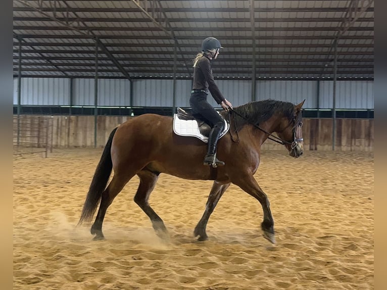 Draft Horse Mix Castrone 7 Anni Baio ciliegia in Weatherford, TX