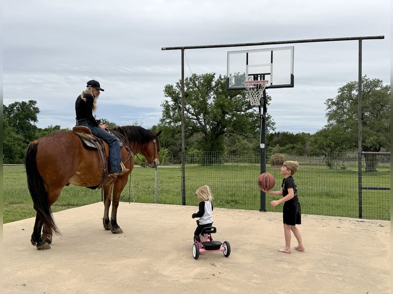 Draft Horse Mix Castrone 7 Anni Baio ciliegia in Weatherford, TX
