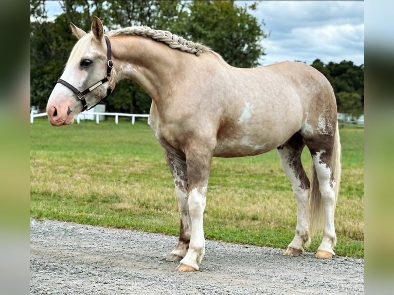 Draft Horse Mix Castrone 7 Anni  in Buena