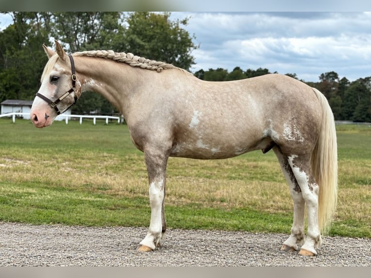 Draft Horse Mix Castrone 7 Anni  in Buena