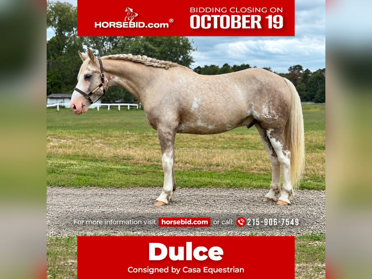 Draft Horse Mix Castrone 7 Anni  in Buena