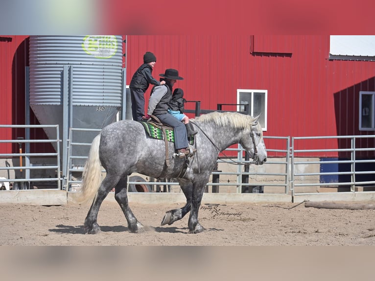 Draft Horse Castrone 7 Anni Grigio in Fairbank IA