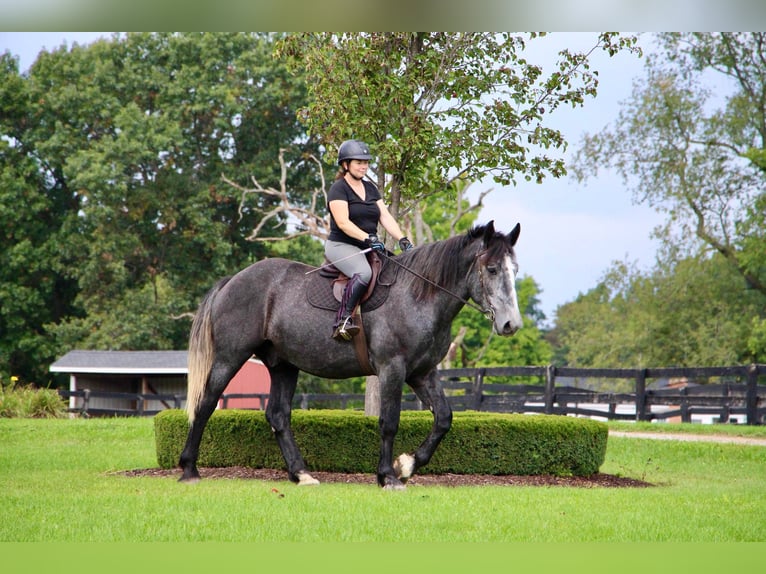 Draft Horse Castrone 7 Anni Grigio in Highland MI