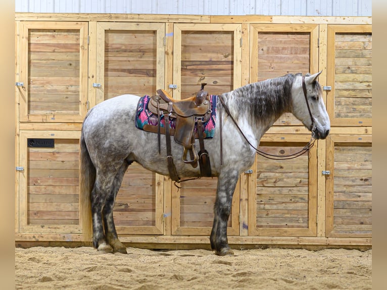 Draft Horse Mix Castrone 7 Anni Grigio in Hastings