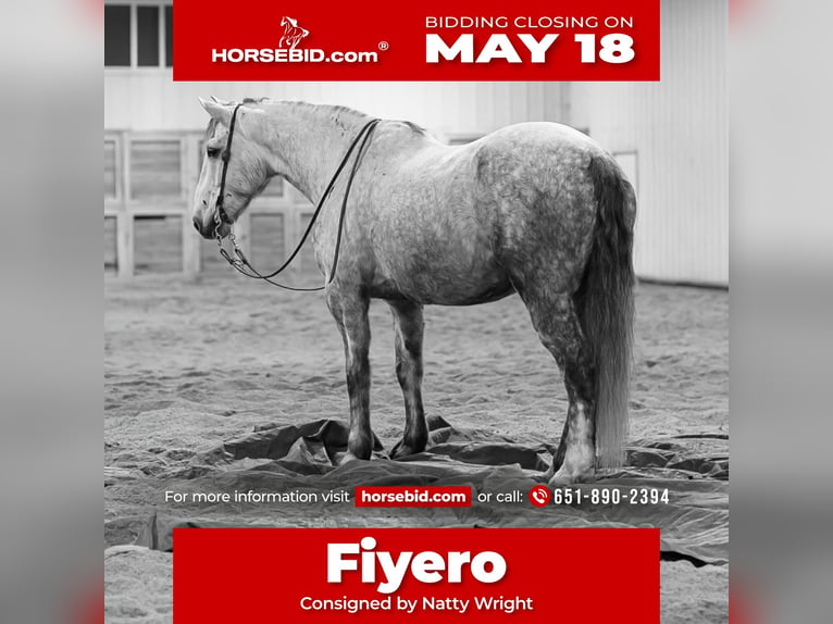 Draft Horse Mix Castrone 7 Anni Grigio in Hastings