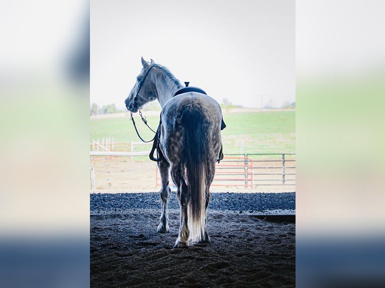 Draft Horse Mix Castrone 7 Anni Grigio in Hastings