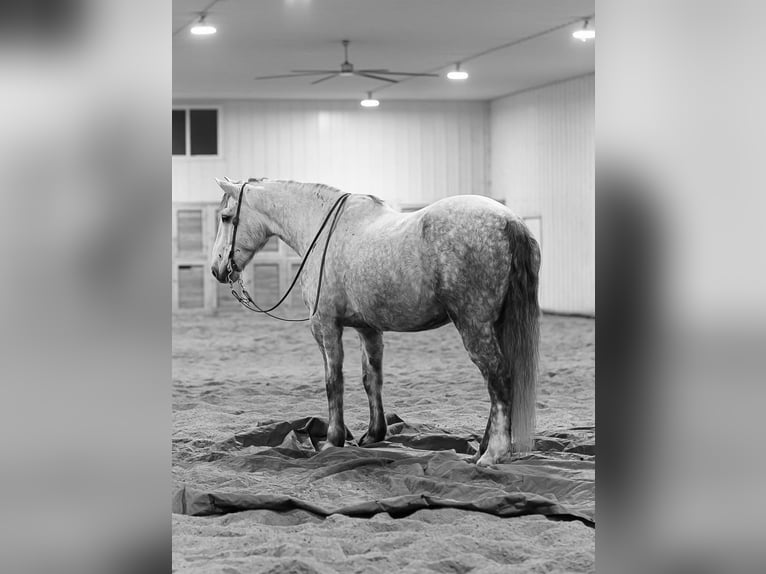 Draft Horse Mix Castrone 7 Anni Grigio in Hastings