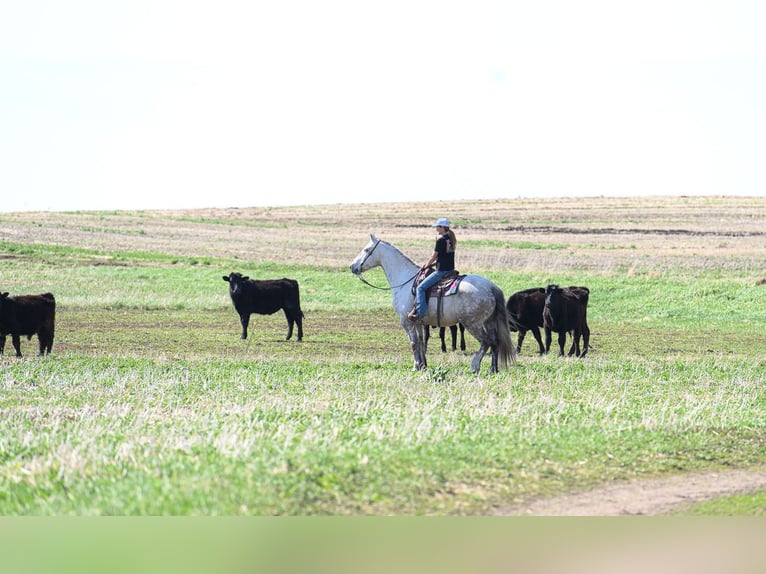 Draft Horse Mix Castrone 7 Anni Grigio in Hastings