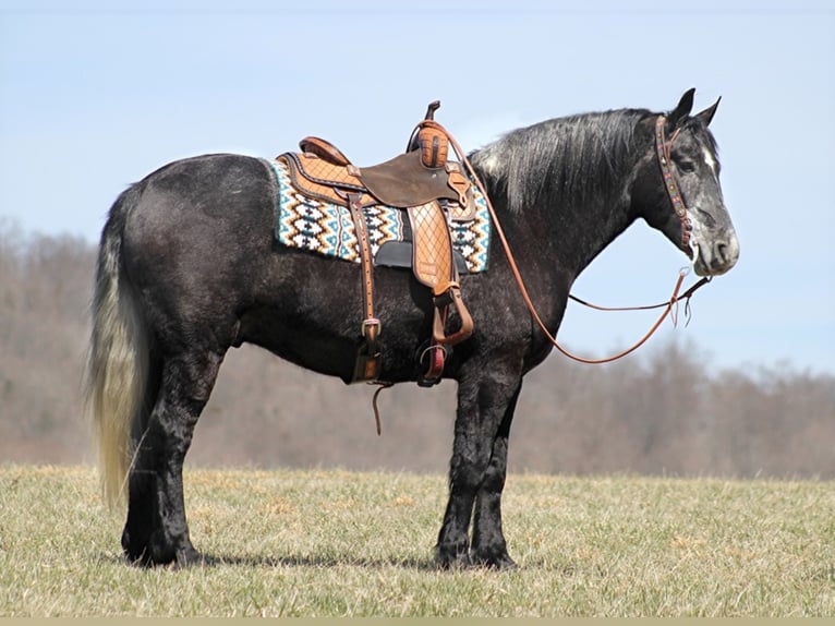 Draft Horse Castrone 7 Anni Grigio in Mount vernon Ky