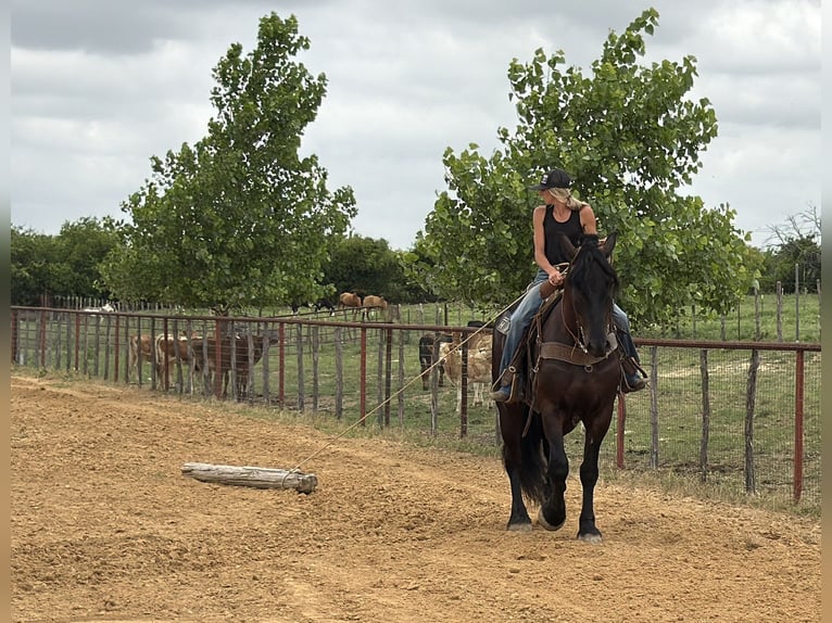Draft Horse Mix Castrone 7 Anni Morello in Weatherford