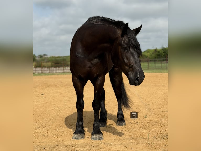 Draft Horse Mix Castrone 7 Anni Morello in Weatherford