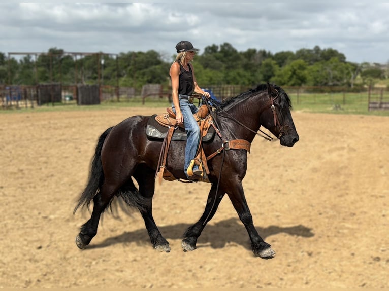 Draft Horse Mix Castrone 7 Anni Morello in Weatherford