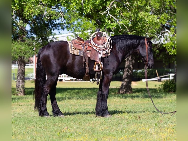 Draft Horse Mix Castrone 7 Anni Morello in Joshua, TX
