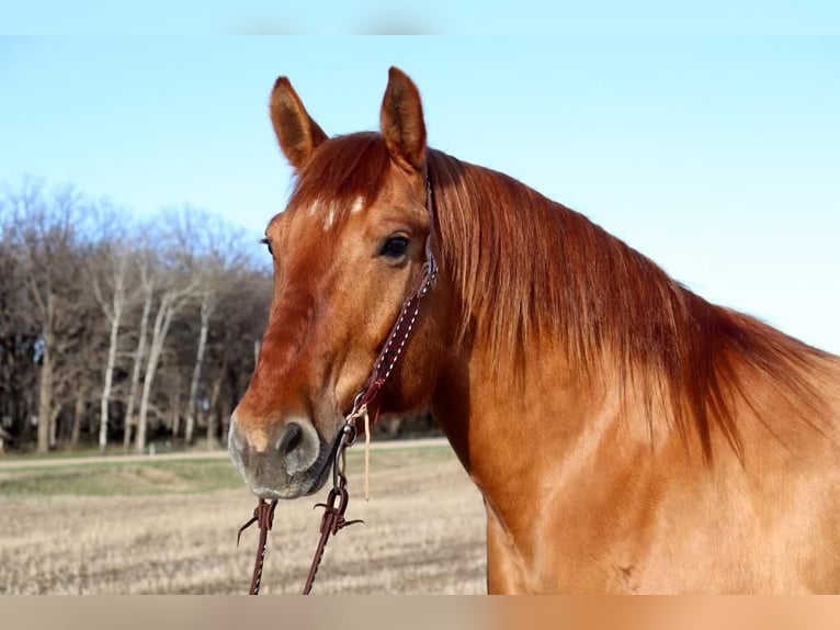 Draft Horse Mix Castrone 7 Anni Red dun in Fergus Falls, MN