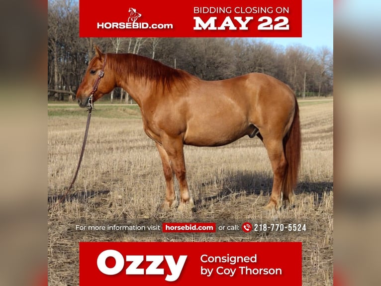 Draft Horse Mix Castrone 7 Anni Red dun in Fergus Falls, MN
