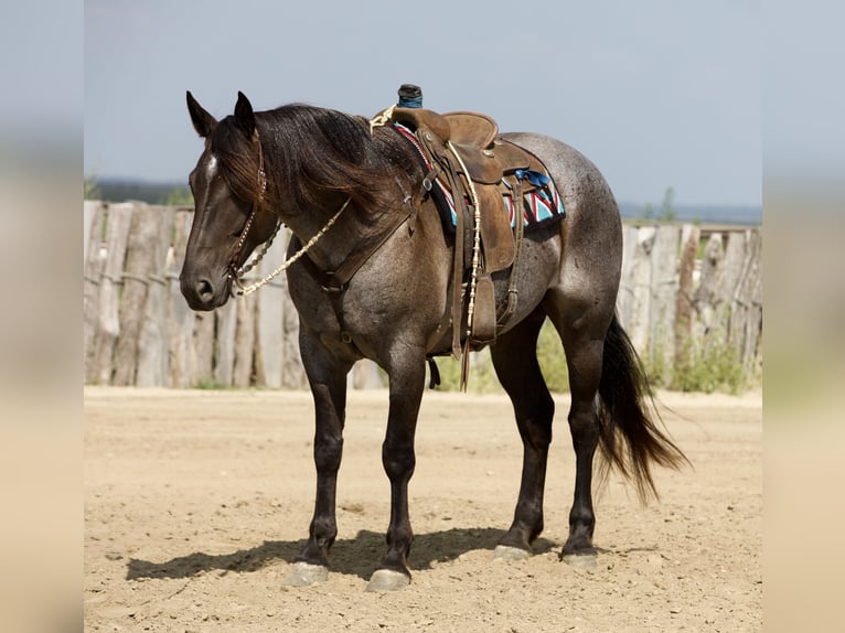 Draft Horse Mix Castrone 7 Anni Roano blu in Bernard