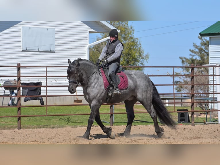 Draft Horse Castrone 7 Anni Roano blu in Fairbank IA