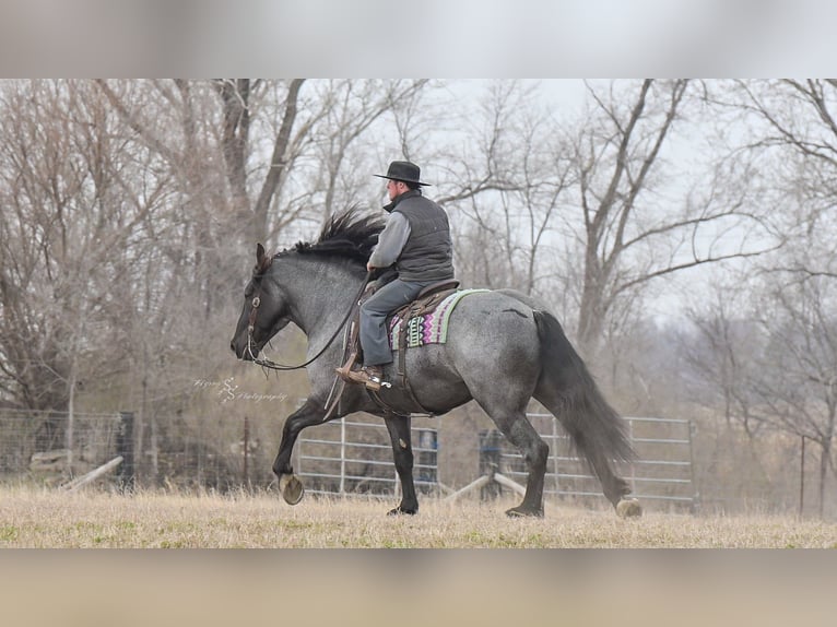 Draft Horse Castrone 7 Anni Roano blu in Fairbank IA