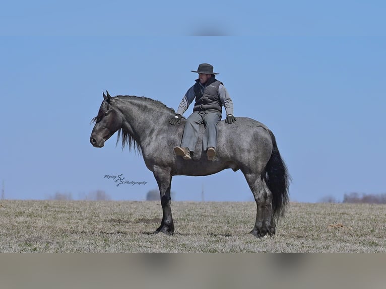 Draft Horse Castrone 7 Anni Roano blu in Fairbank IA
