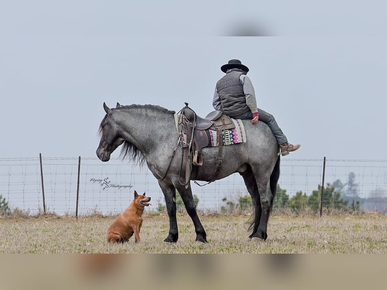 Draft Horse Castrone 7 Anni Roano blu in Fairbank IA