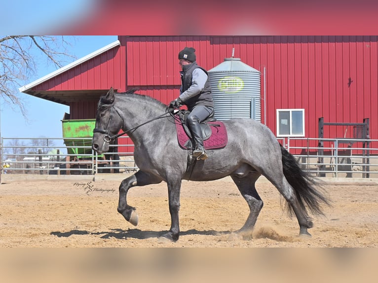 Draft Horse Castrone 7 Anni Roano blu in Fairbank IA