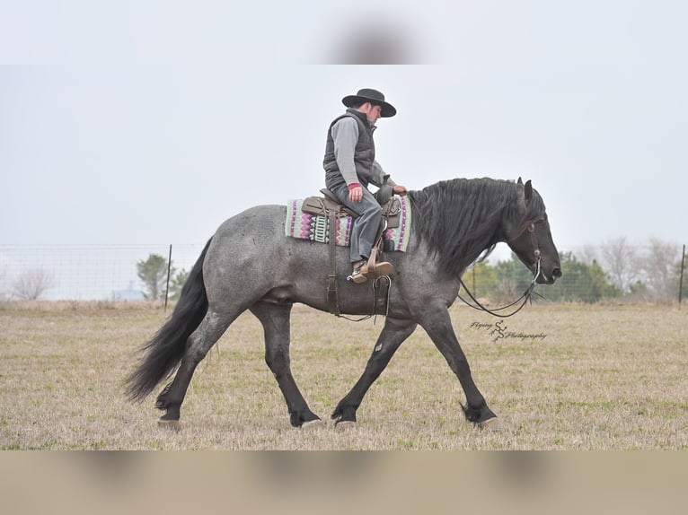 Draft Horse Castrone 7 Anni Roano blu in Fairbank IA