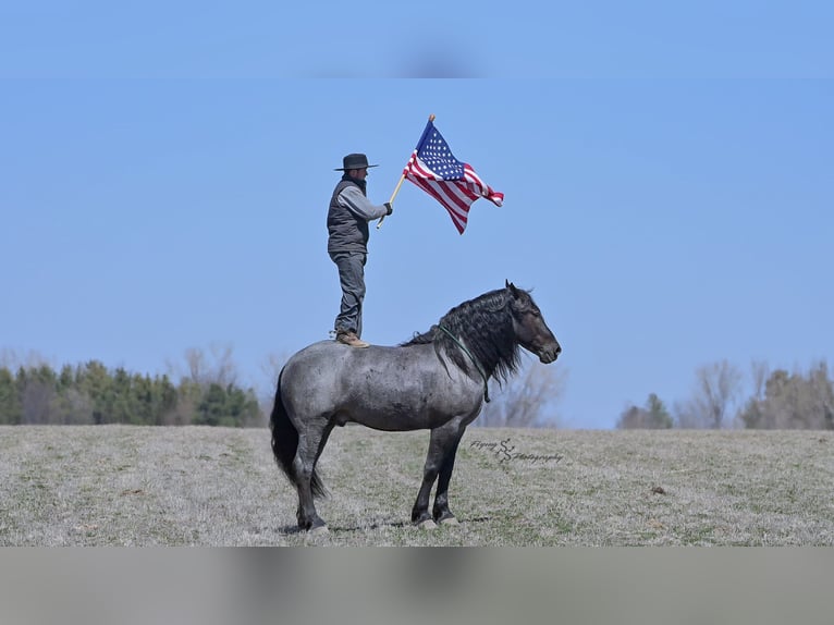 Draft Horse Castrone 7 Anni Roano blu in Fairbank IA