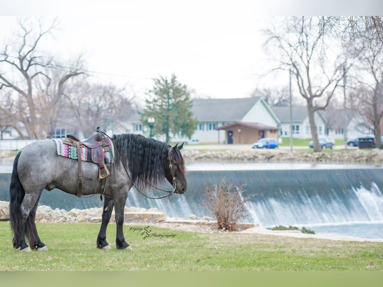 Draft Horse Castrone 7 Anni Roano blu in Fairbank IA