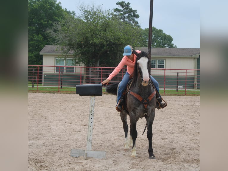 Draft Horse Castrone 7 Anni Roano blu in Rusk TX
