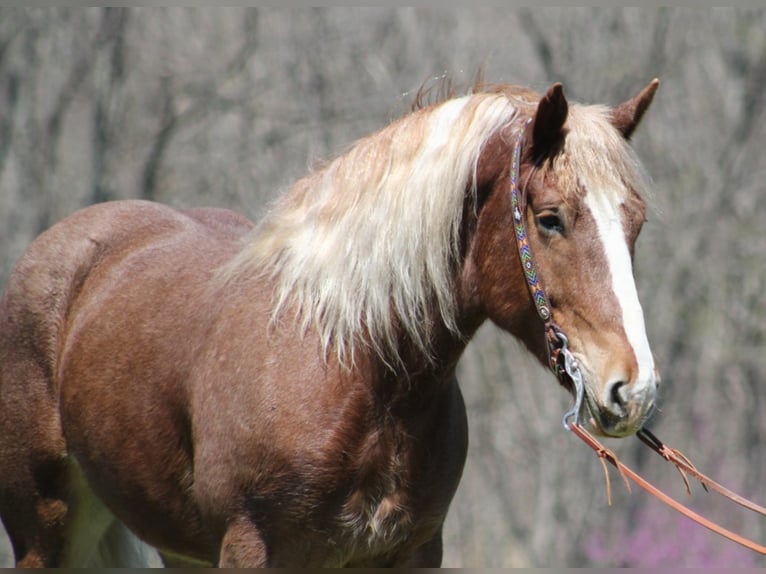 Draft Horse Castrone 7 Anni Roano rosso in Mount Vernon KY