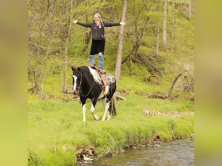 Draft Horse Mix Castrone 8 Anni 145 cm Tobiano-tutti i colori in Millersburg