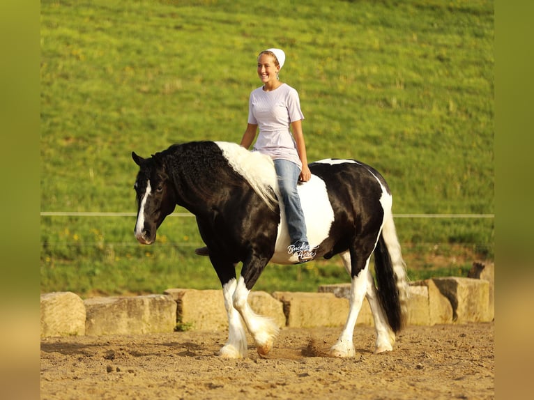 Draft Horse Mix Castrone 8 Anni 145 cm Tobiano-tutti i colori in Millersburg