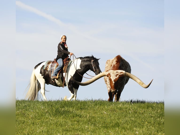 Draft Horse Mix Castrone 8 Anni 145 cm Tobiano-tutti i colori in Millersburg