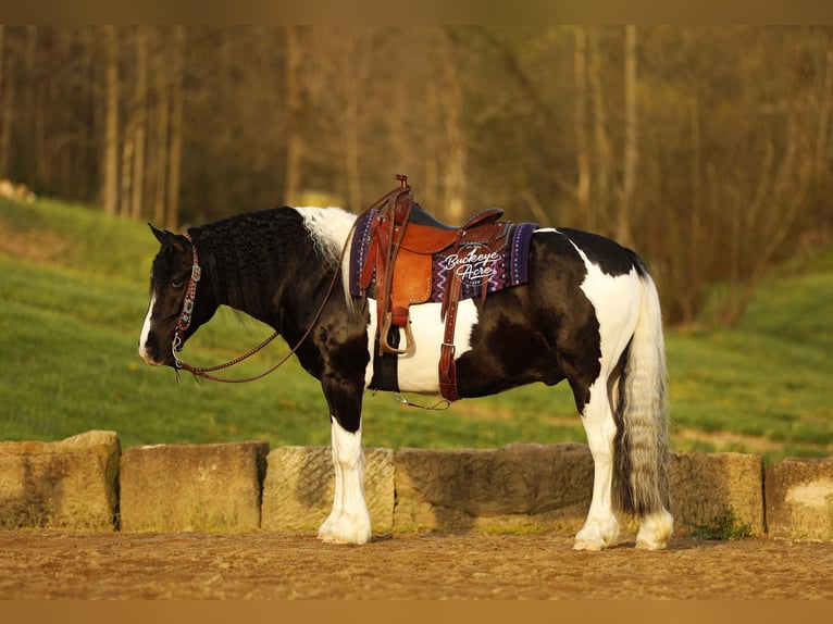 Draft Horse Mix Castrone 8 Anni 145 cm Tobiano-tutti i colori in Millersburg